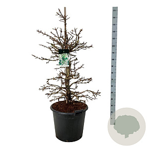 Hydrangea petiolaris 100-125 cm cont. 55L extra