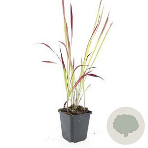 Imperata cylindrica 'Red Baron' GM P9