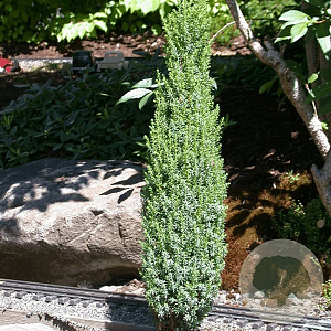 Juniperus communis 'Compressa' 30-40 cm 3,0L