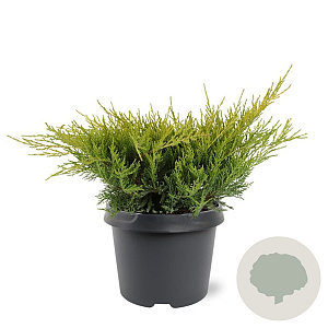 Juniperus pfitzeriana 'Gold Coast' 25-30 cm 3,5L