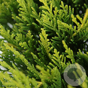 Juniperus pfitzeriana 'Gold Coast' 25-30 cm 3,5L