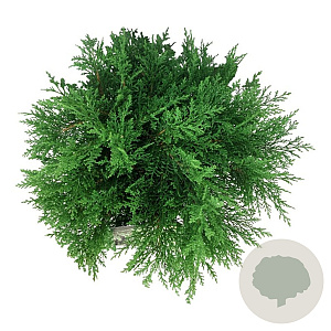 Microbiota decussata 'Fuzzball' 50-60 cm 7,5L