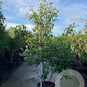 Cornus kousa chinensis 200-225 cm cont. 90L meerstammig
