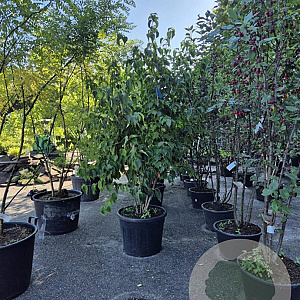 Cornus kousa chinensis 200-225 cm cont. 90L meerstammig
