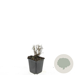 Nepeta faassenii 'Six Hills Giant' GM P9