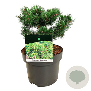 Pinus mugo 'Klosters Grun' 20-25 cm