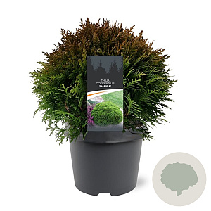 Thuja occidentalis 'Danica Aurea' 25-30 cm 3,5L