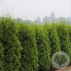 Thuja occidentalis 'King of Brabant' 60-80 cm 3,0L