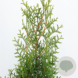 Thuja occidentalis 'King of Brabant' 60-80 cm 3,0L