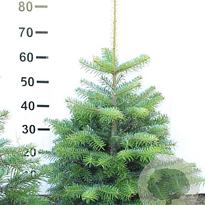 Abies nordmanniana 60-80 cm met kluit