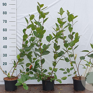 Aronia melanocarpa 60-80 cm 2,0L