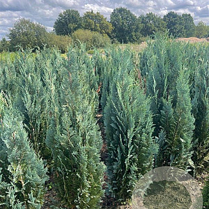 Chamaecyparis l. 'Columnaris' 150-175 cm met kluit