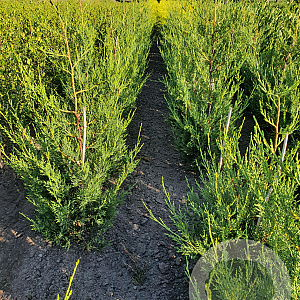 Cupressocyparis l. 'Tweeduizendéén' 100-125 cm met kluit