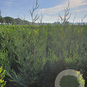 Cupressocyparis l. 'Tweeduizendéén' 100-125 cm met kluit