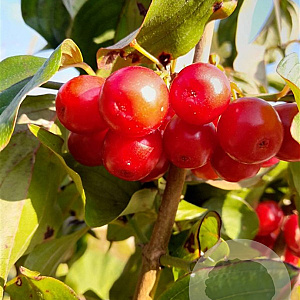 Cornus mas 'Podolski' 250-300 cm draadkluit struik