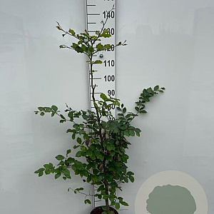 Fagus sylvatica 125-150 cm 5,0L