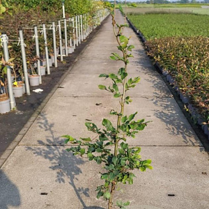 Fagus sylvatica 125-150 cm 5,0L
