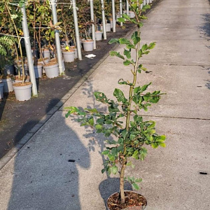Fagus sylvatica 125-150 cm 5,0L