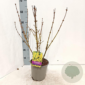 Forsythia int. 'Spectabilis' 30-40 cm 2,0L