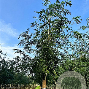 Gleditsia triac. 'Skyline' 8-10 HO draadkluit