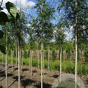 Gleditsia triac. 'Skyline' 8-10 HO draadkluit