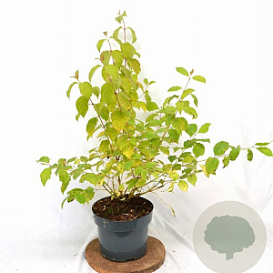 Cornus sang. 'Winter Beauty' 40-60 cm 5,0L