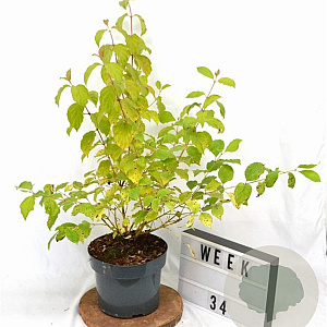 Cornus sang. 'Winter Beauty' 40-60 cm 5,0L