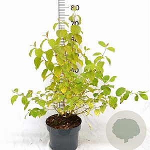 Cornus sang. 'Winter Beauty' 40-60 cm 5,0L