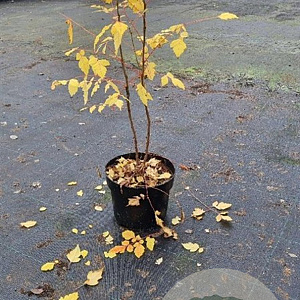 Koelreuteria paniculata 60-80 cm 7,5L