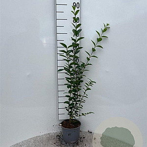 Ligustrum ovalifolium 40-60 cm 2,0L