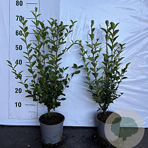 Ligustrum ovalifolium 40-60 cm 2,0L
