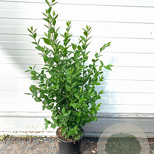 Ligustrum ovalifolium 40-60 cm 2,0L