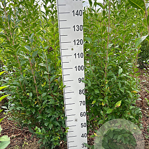 Ligustrum ovalifolium 150-175 cm met kluit