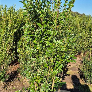 Ligustrum ovalifolium 150-175 cm met kluit