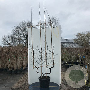 Cydonia o. 'Leskovacka' 250-300 cm draadkluit struik