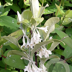 Elaeagnus umbellata 250-300 cm draadkluit struik
