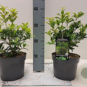 Osmanthus heter. 'Goshiki' 15-20 cm 2,0L