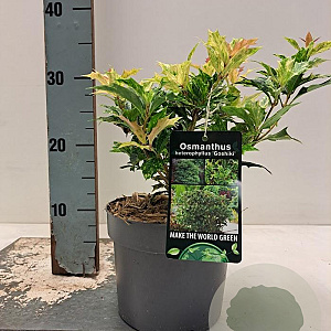 Osmanthus heter. 'Goshiki' 15-20 cm 2,0L