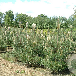Pinus nigra nigra 200-250 cm draadkluit solitair