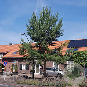 Pinus sylvestris 80-100 cm 5,0L