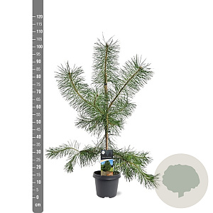 Pinus sylvestris 80-100 cm 5,0L