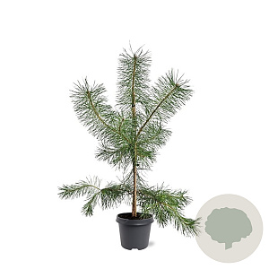 Pinus sylvestris 80-100 cm 5,0L