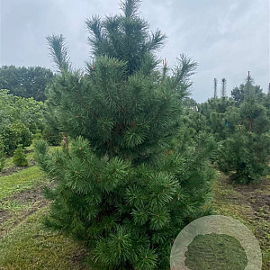 Pinus sylvestris 200-250 cm draadkluit solitair