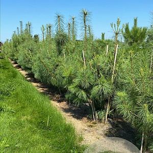 Pinus wallichiana 300-350 cm draadkluit solitair
