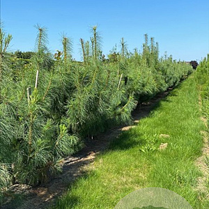Pinus wallichiana 250-300 cm draadkluit solitair