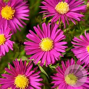 Aster 'Bahamas' GM P9