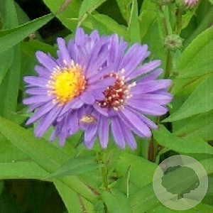 Aster n.-b. 'Schöne von Dietlikon' GM P9