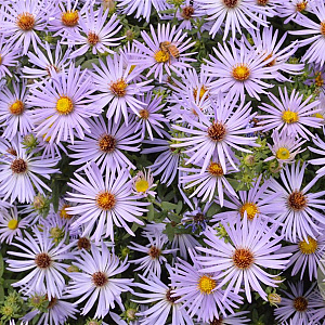 Aster oblong. 'Raydon's Favorite' GM P9