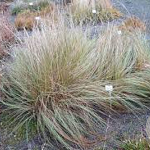 Eragrostis trichodes GM P9