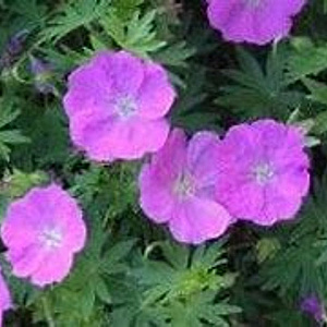 Geranium sang. 'New Hampsh. Purple' GM P9